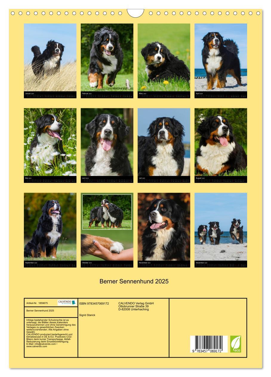 Bild: 9783457069172 | Berner Sennenhund 2025 (Wandkalender 2025 DIN A3 hoch), CALVENDO...