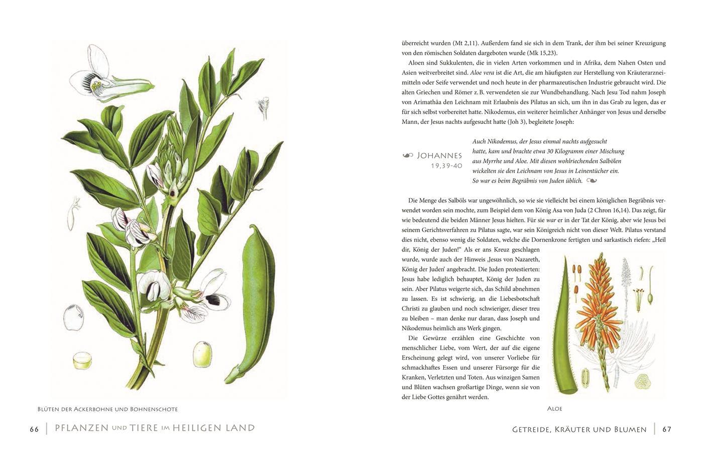 Bild: 9783806239591 | Pflanzen und Tiere im Heiligen Land | Peter Goodfellow | Buch | 184 S.