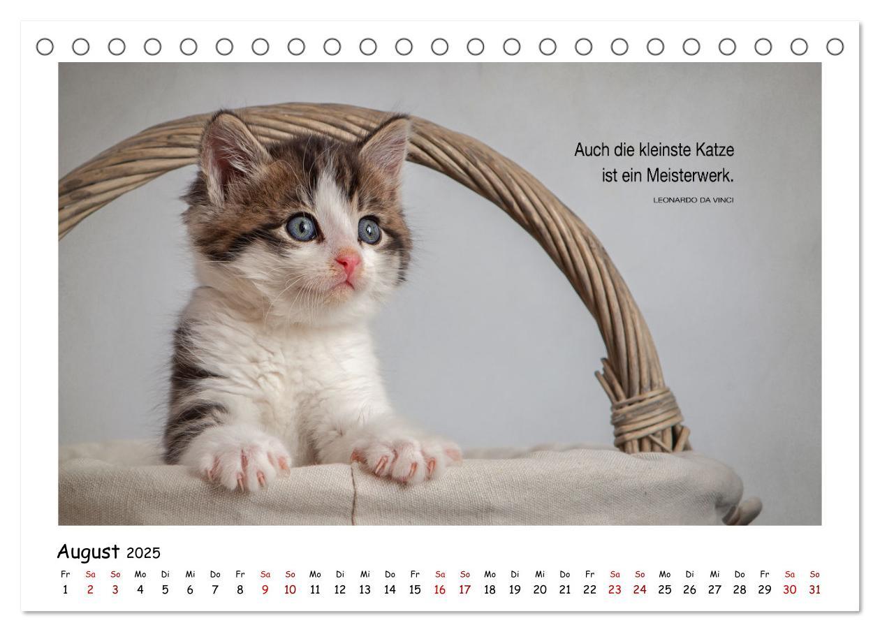 Bild: 9783435085538 | Kätzchen-Kalender mit Sprüchen (Tischkalender 2025 DIN A5 quer),...