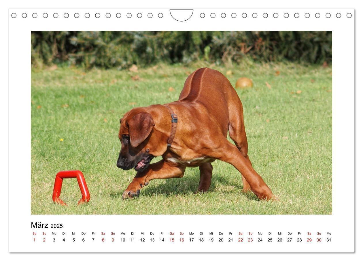 Bild: 9783383988028 | Rhodesian Ridgeback - Charmanter Dickkopf aus Afrika (Wandkalender...