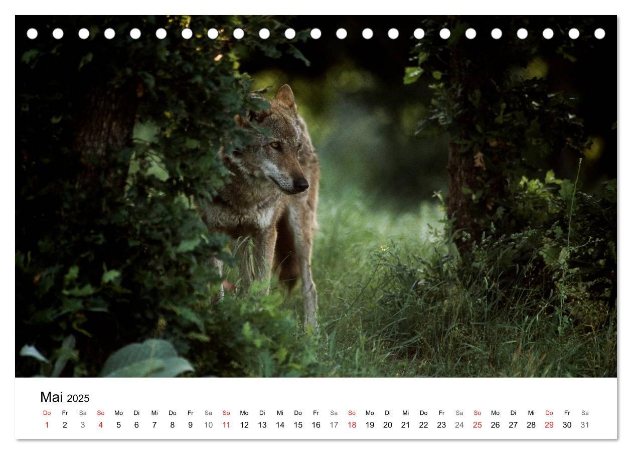 Bild: 9783435679072 | Heimische Tierwelt (Tischkalender 2025 DIN A5 quer), CALVENDO...