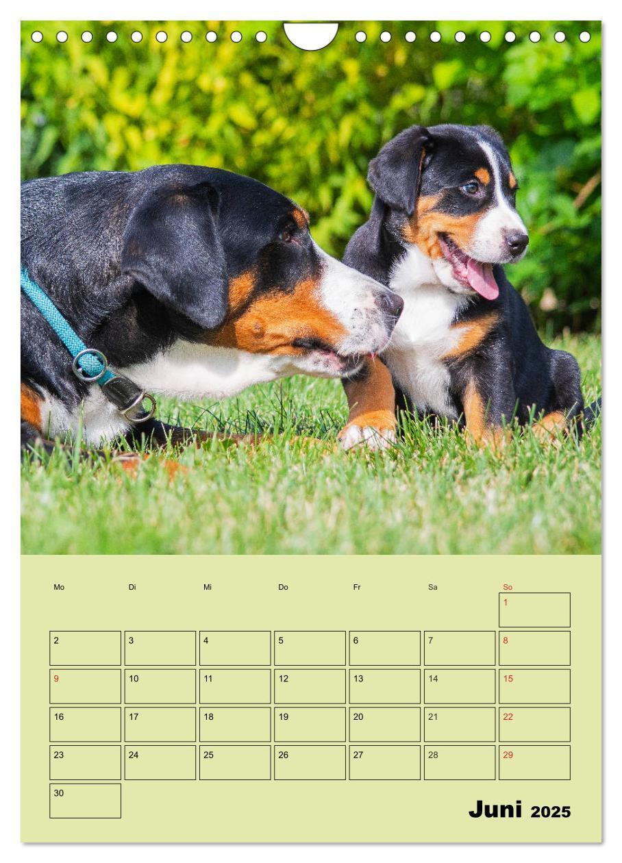 Bild: 9783435960323 | Familienplaner Großer Schweizer Sennenhund (Wandkalender 2025 DIN...