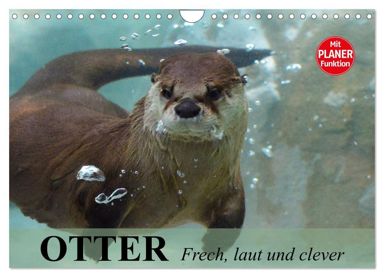 Cover: 9783435549931 | Otter. Frech, laut und clever (Wandkalender 2025 DIN A4 quer),...