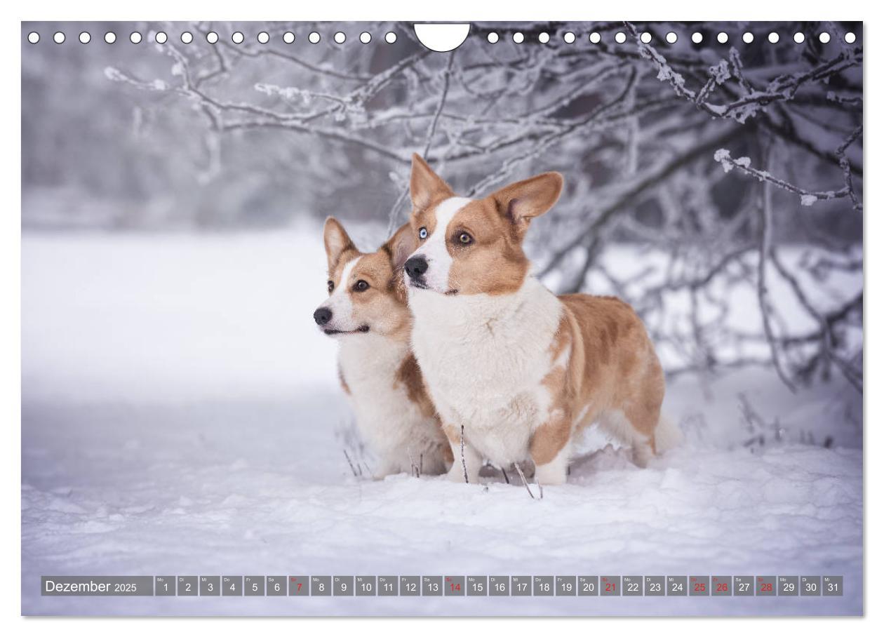 Bild: 9783435118861 | Welsh Corgi - Der Kobold unter den Hunden (Wandkalender 2025 DIN A4...