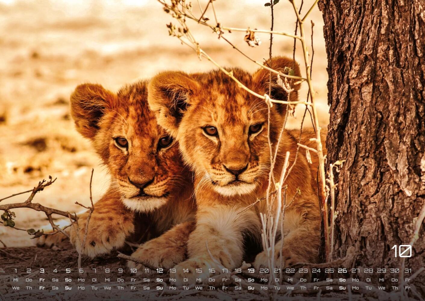 Bild: 9783986734374 | Afrikas Tierwelt - Der Tierkalender - 2025 - Kalender DIN A2 | 15 S.