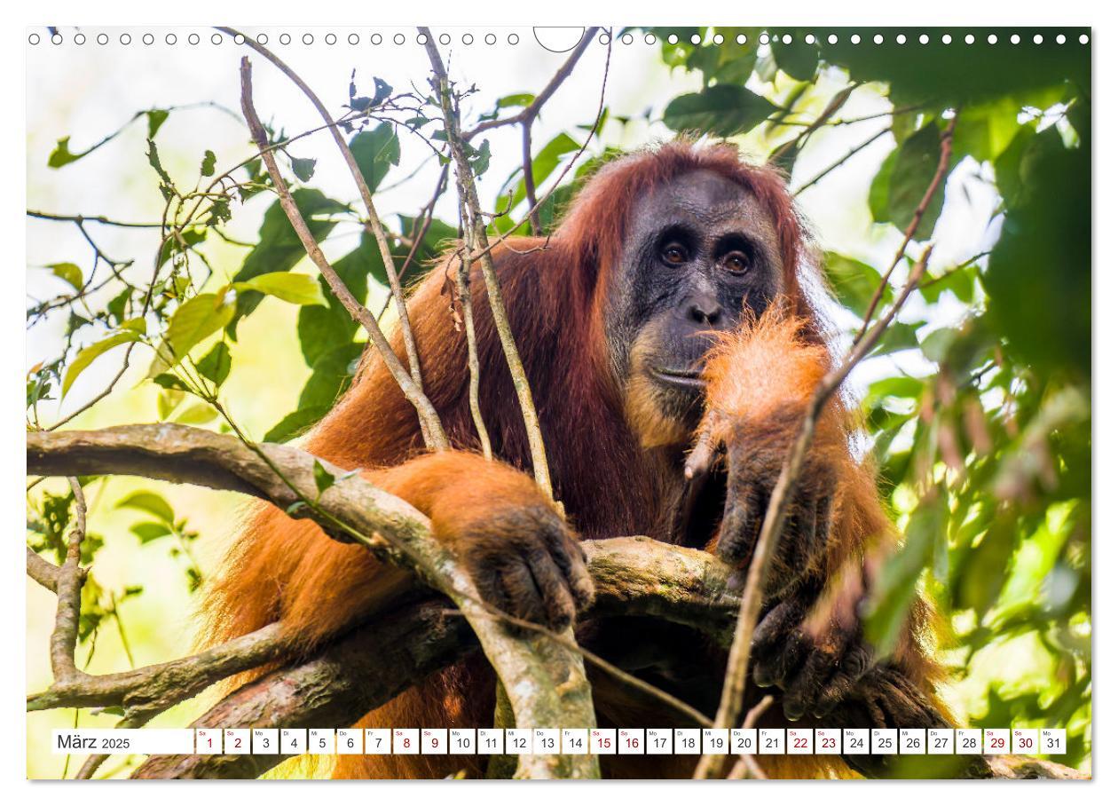 Bild: 9783457151044 | Gunung Leuser Nationalpark Sumatra (Wandkalender 2025 DIN A3 quer),...