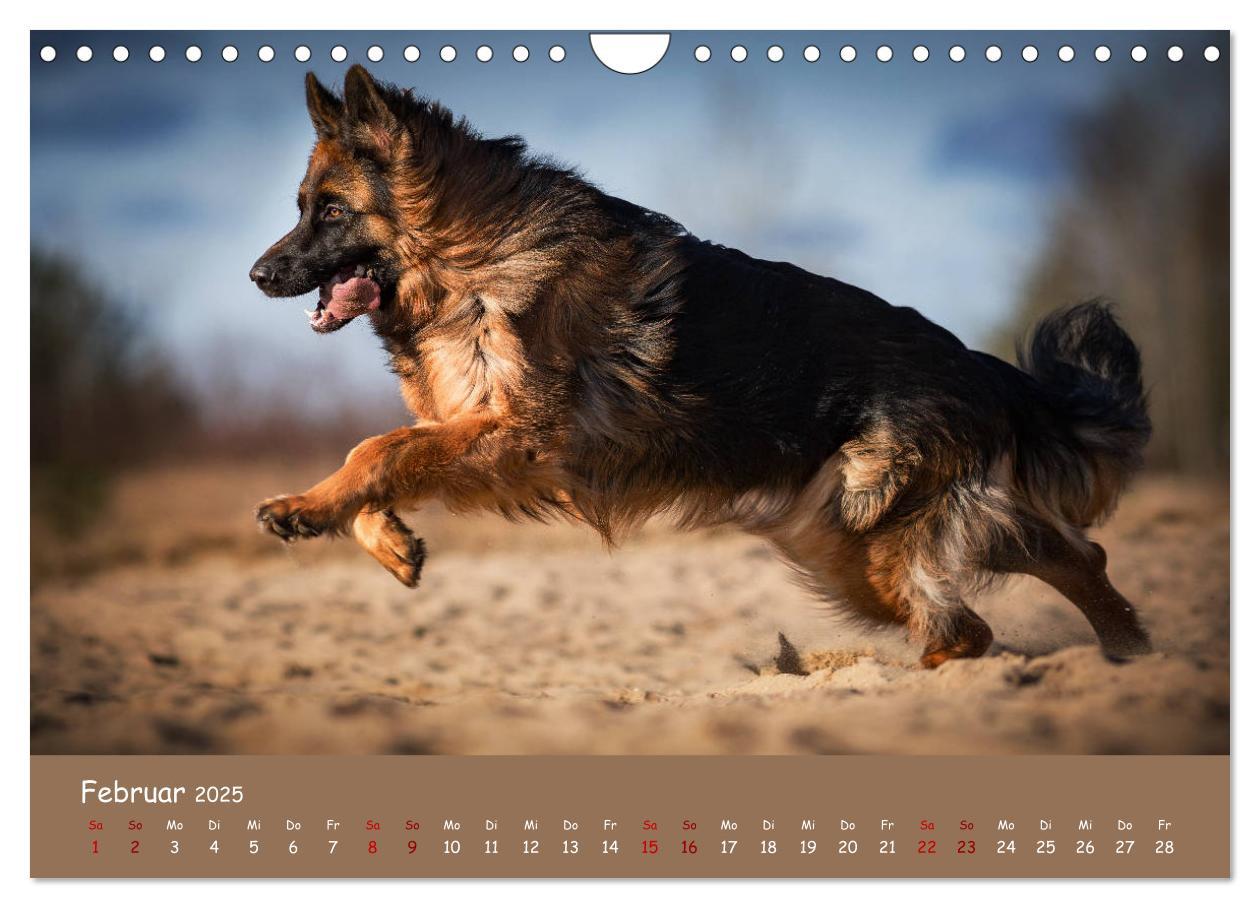 Bild: 9783435351459 | Schäferhunde und Ihre Vielfalt (Wandkalender 2025 DIN A4 quer),...