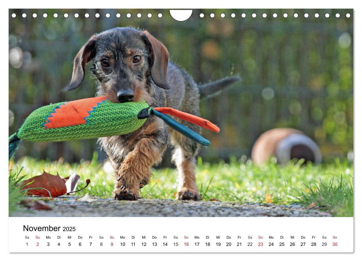 Bild: 9783435173419 | Ein Dackelkind blickt zurück (Wandkalender 2025 DIN A4 quer),...