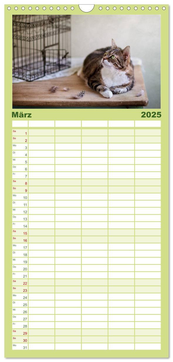 Bild: 9783457111178 | Familienplaner 2025 - Katzen mit 5 Spalten (Wandkalender, 21 x 45...