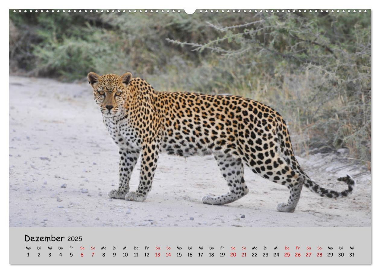 Bild: 9783435365296 | Leoparden - groß und klein (Wandkalender 2025 DIN A2 quer),...