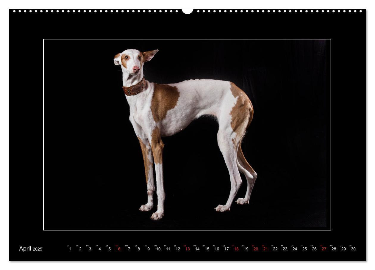 Bild: 9783435176809 | Windhunde - Schnelle Schönheiten (Wandkalender 2025 DIN A2 quer),...