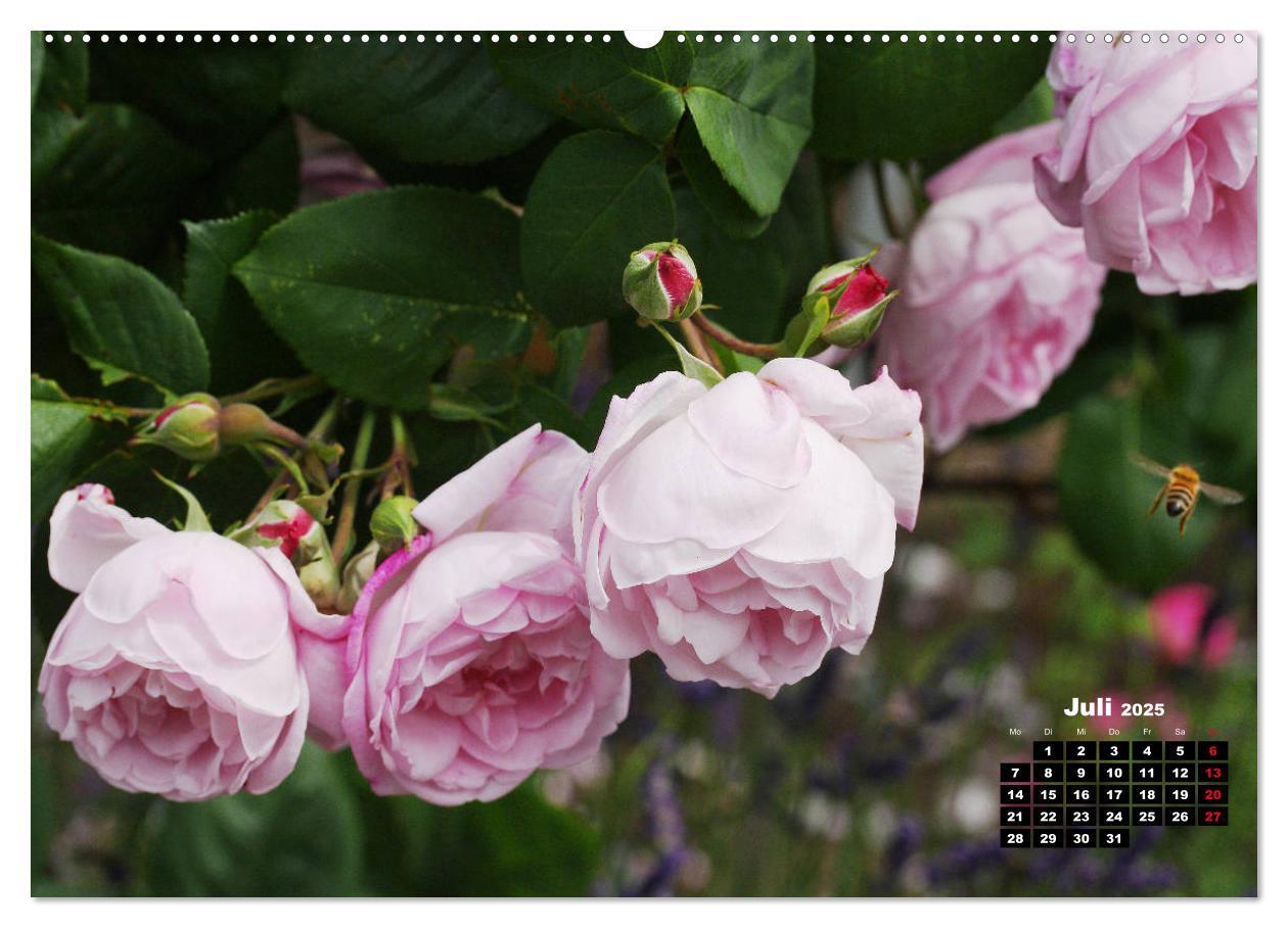 Bild: 9783435234356 | Magie der Rosen (Wandkalender 2025 DIN A2 quer), CALVENDO...