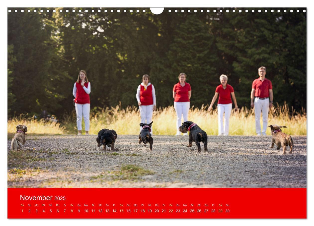 Bild: 9783435015511 | Bezaubernde Dackel (Wandkalender 2025 DIN A3 quer), CALVENDO...