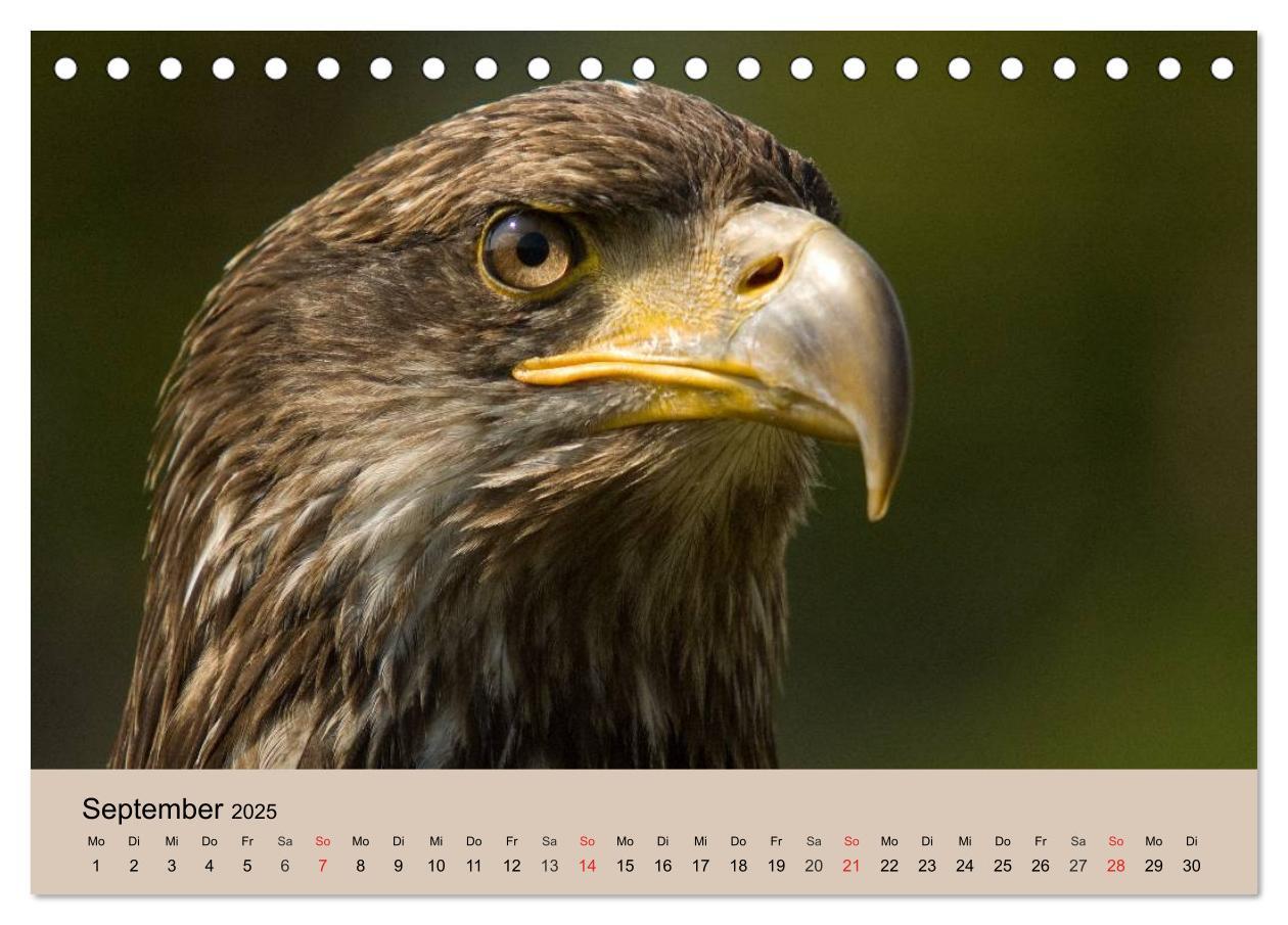 Bild: 9783435514298 | Der Steinadler. Majestätischer Greifvogel (Tischkalender 2025 DIN...