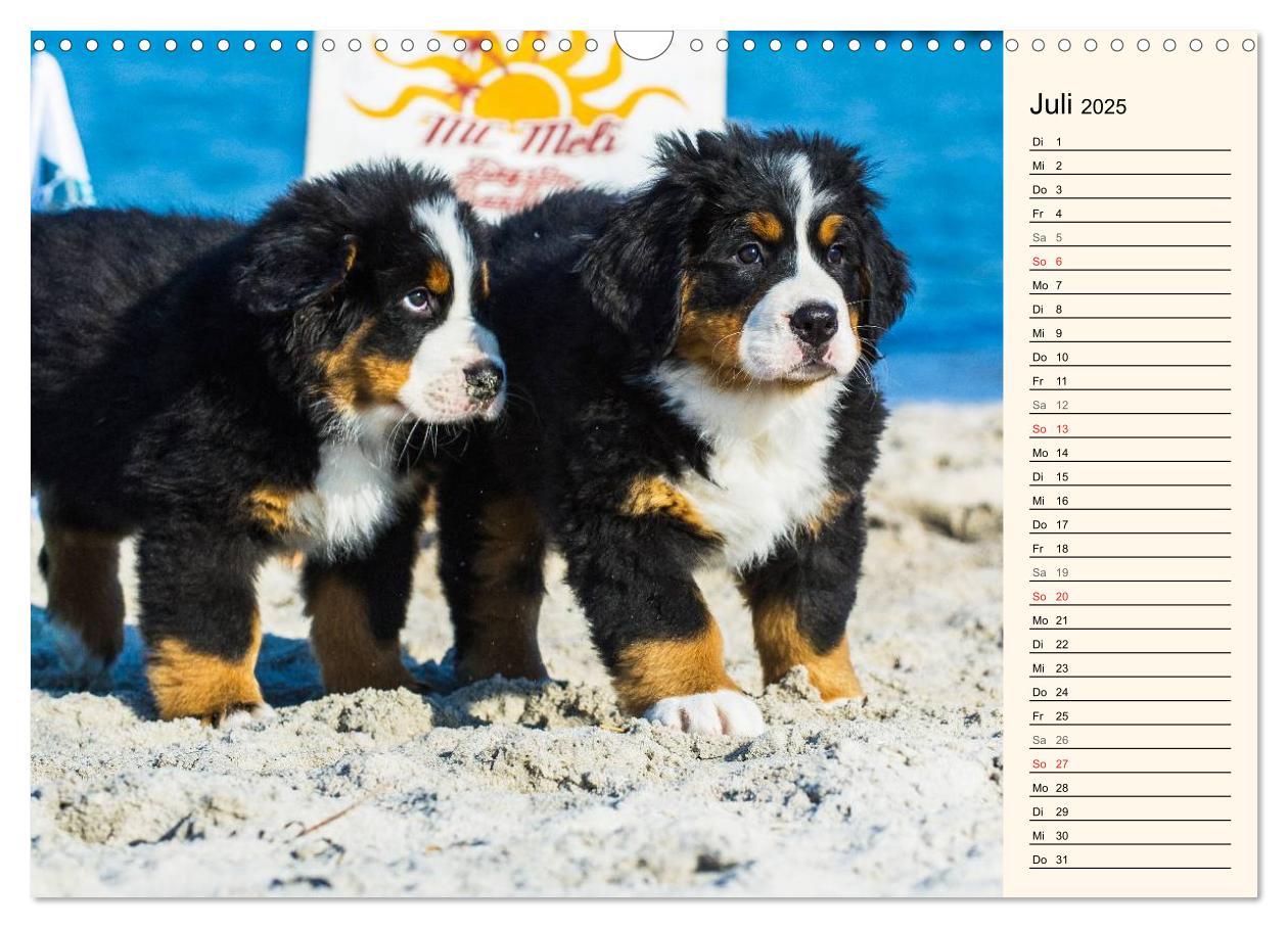 Bild: 9783435478194 | Seebärchen entdecken die Welt - Berner Sennenhunde (Wandkalender...