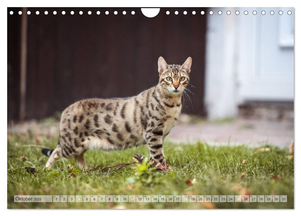 Bild: 9783435178889 | Wildes Wohnzimmer - Die Bengalkatze (Wandkalender 2025 DIN A4...