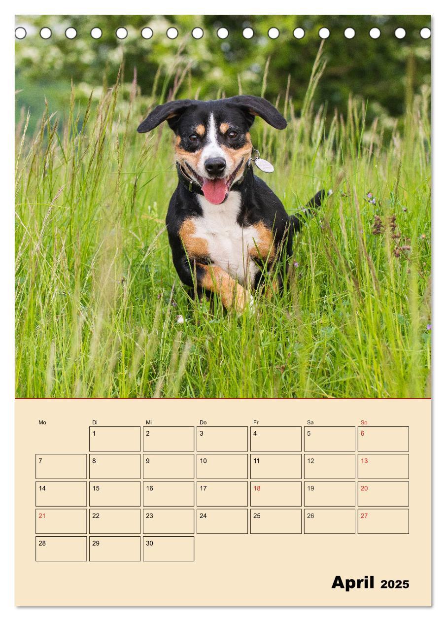 Bild: 9783435944408 | Jahresplaner Entlebucher Sennenhund (Tischkalender 2025 DIN A5...