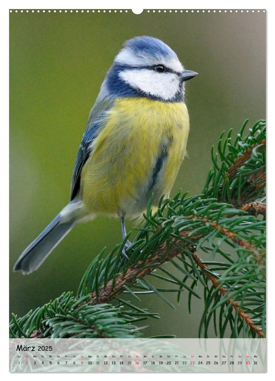 Bild: 9783457042342 | Vögel im heimischen Garten (Wandkalender 2025 DIN A2 hoch),...