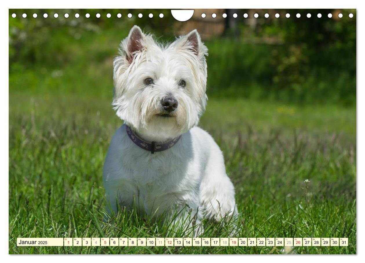 Bild: 9783435463060 | Kobold auf 4 Pfoten - West Highland White Terrier (Wandkalender...