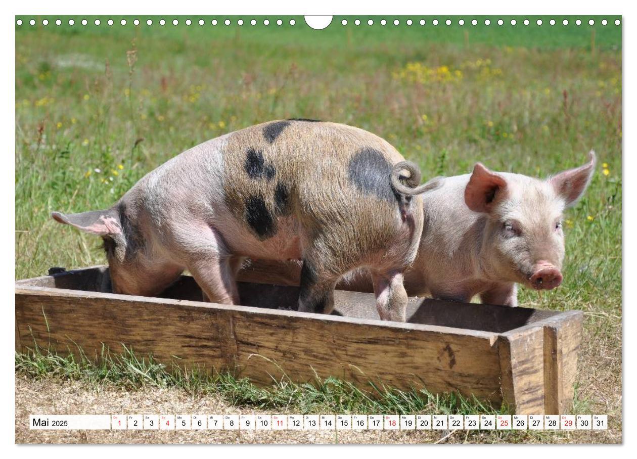 Bild: 9783435601936 | Von Säuen die Schwein haben! (Wandkalender 2025 DIN A3 quer),...