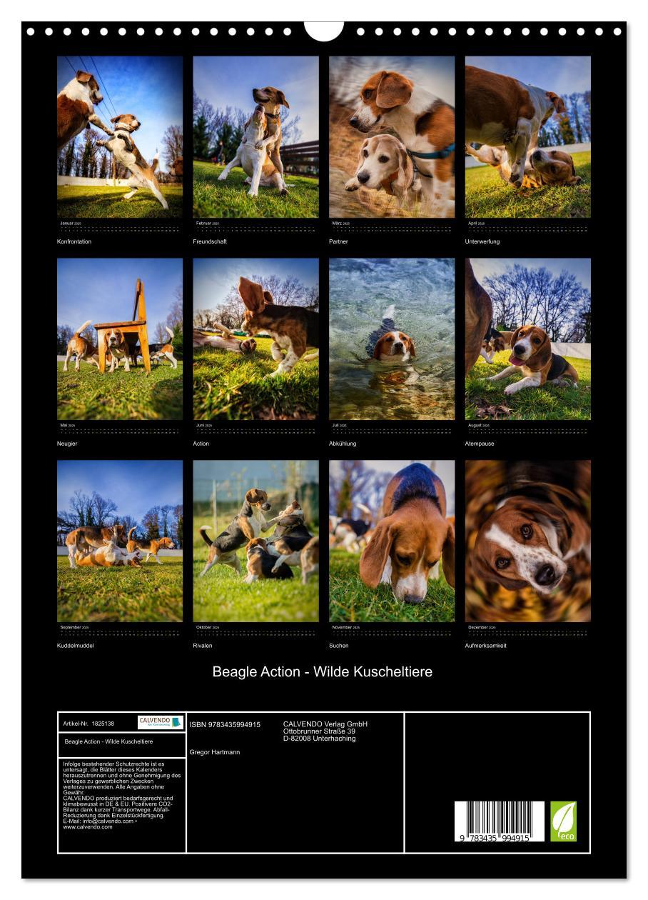 Bild: 9783435994915 | Beagle Action - Wilde Kuscheltiere (Wandkalender 2025 DIN A3 hoch),...