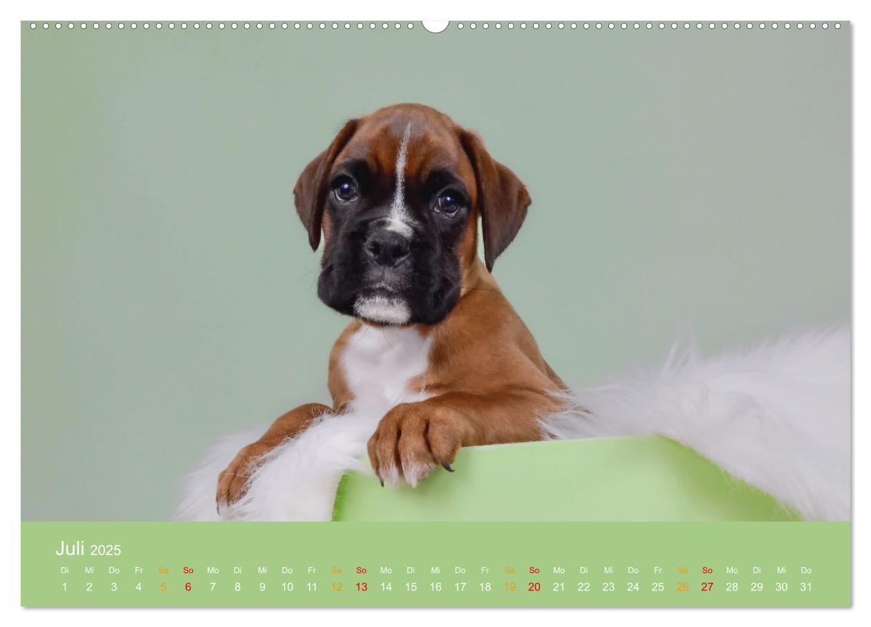 Bild: 9783457226254 | Boxer Welpen einfach zuckersüß (hochwertiger Premium Wandkalender...