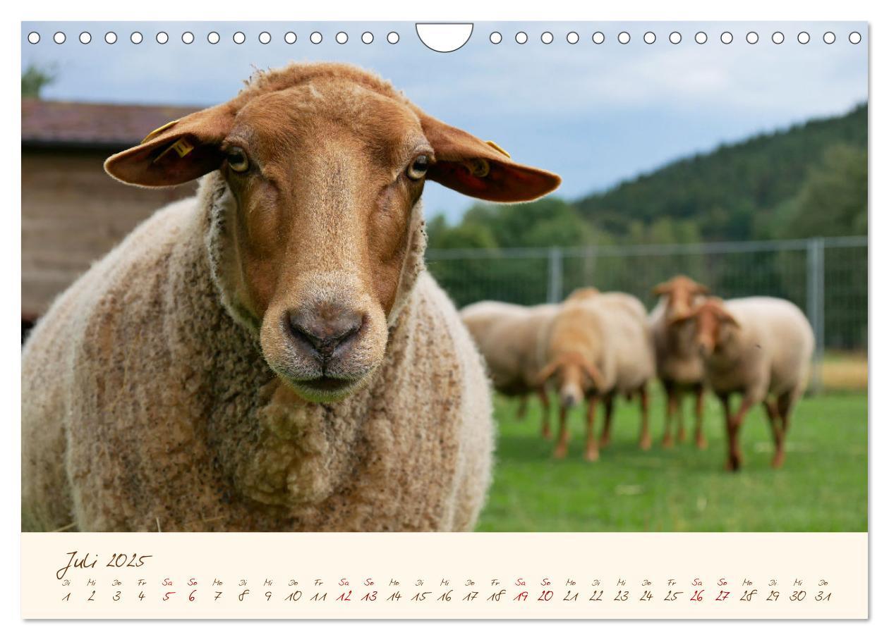 Bild: 9783435173259 | Coburger Fuchsschaf (Wandkalender 2025 DIN A4 quer), CALVENDO...