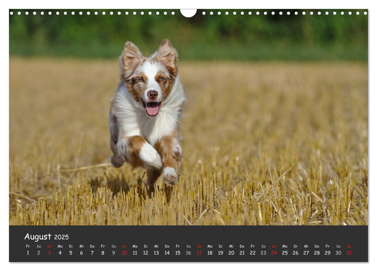 Bild: 9783435582327 | Australian Shepherd - Augenblicke (Wandkalender 2025 DIN A3 quer),...