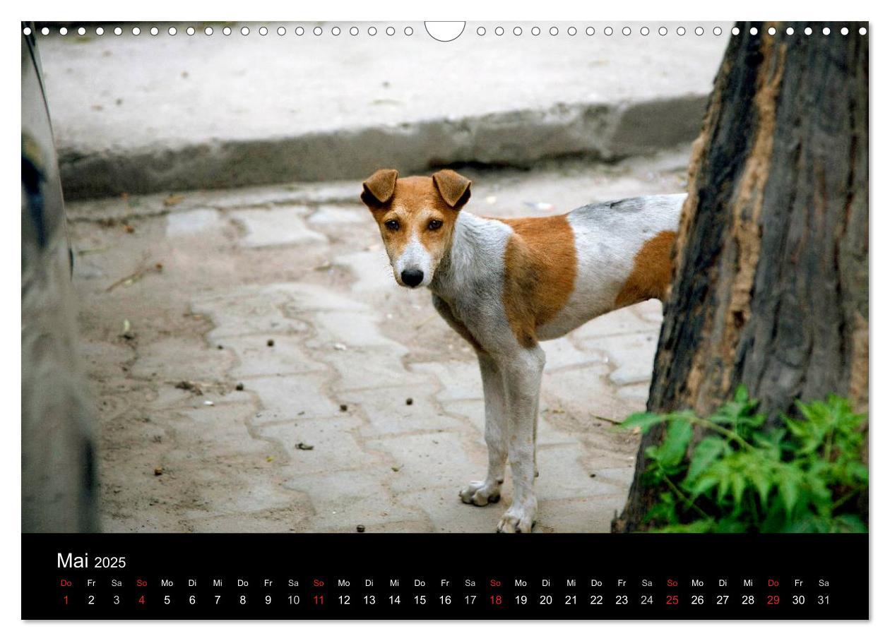 Bild: 9783435801435 | Straßenhunde (Wandkalender 2025 DIN A3 quer), CALVENDO Monatskalender