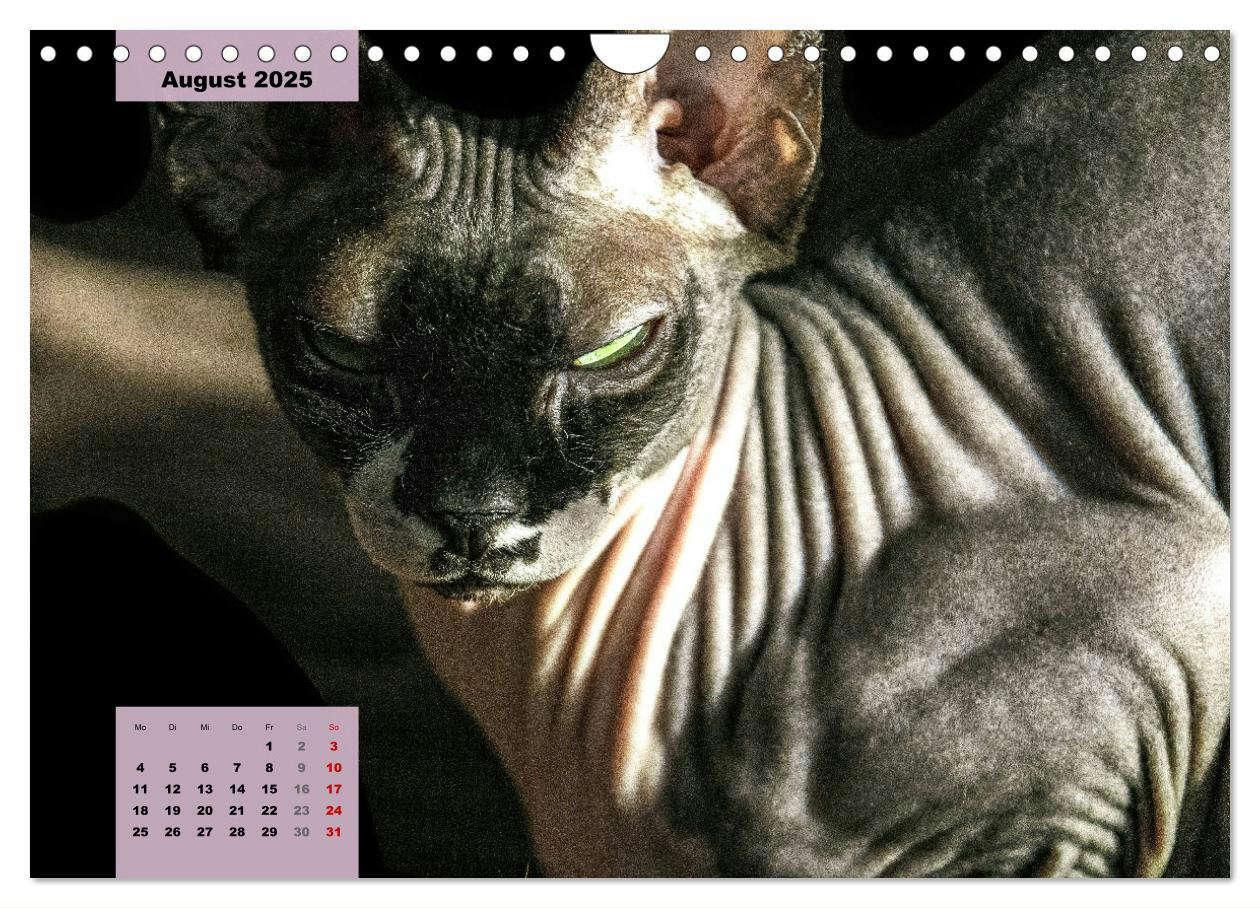 Bild: 9783435050277 | Sphinx. Grazile und anmutige Nacktkatzen (Wandkalender 2025 DIN A4...