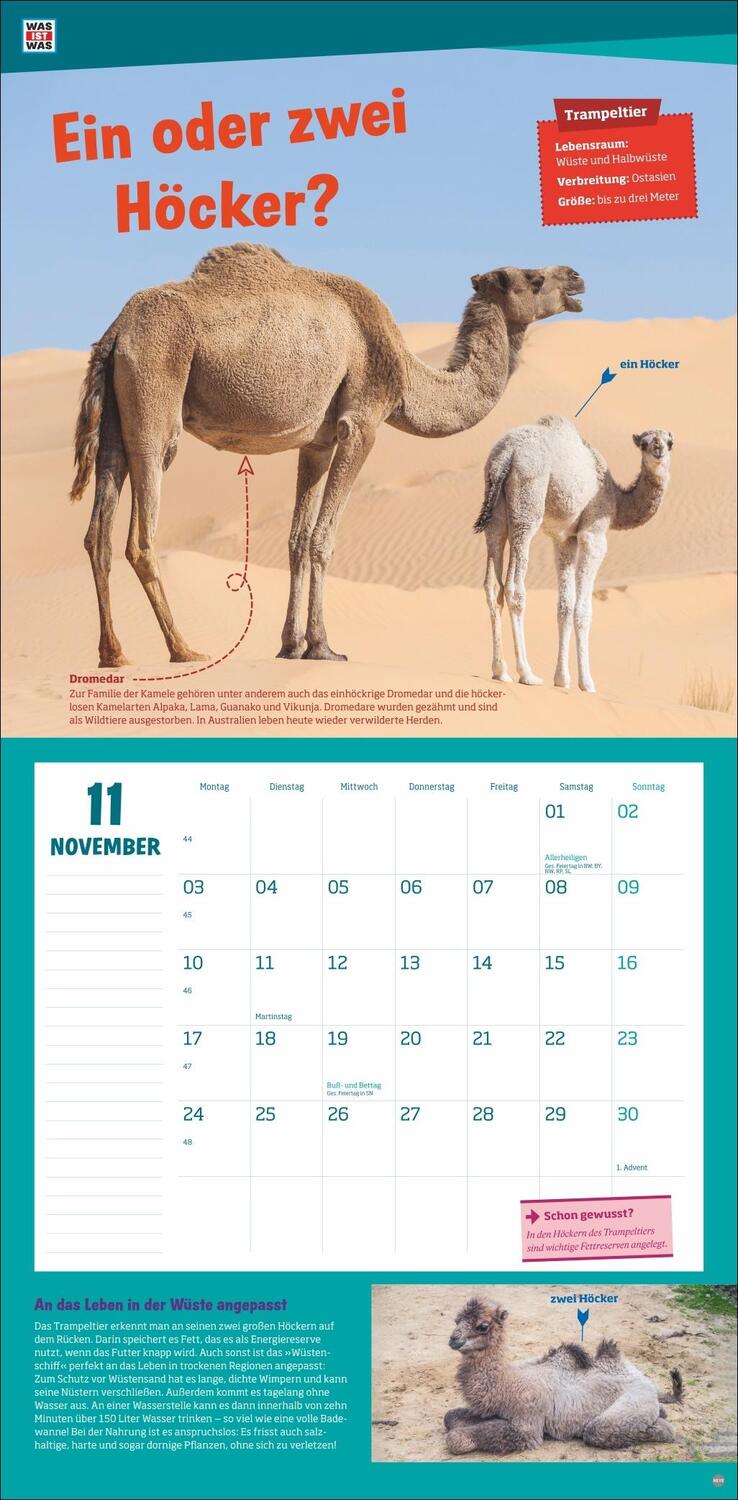 Bild: 9783756405541 | WAS IST WAS Tierwelt Broschurkalender 2025 | Kalender | 28 S. | 2025