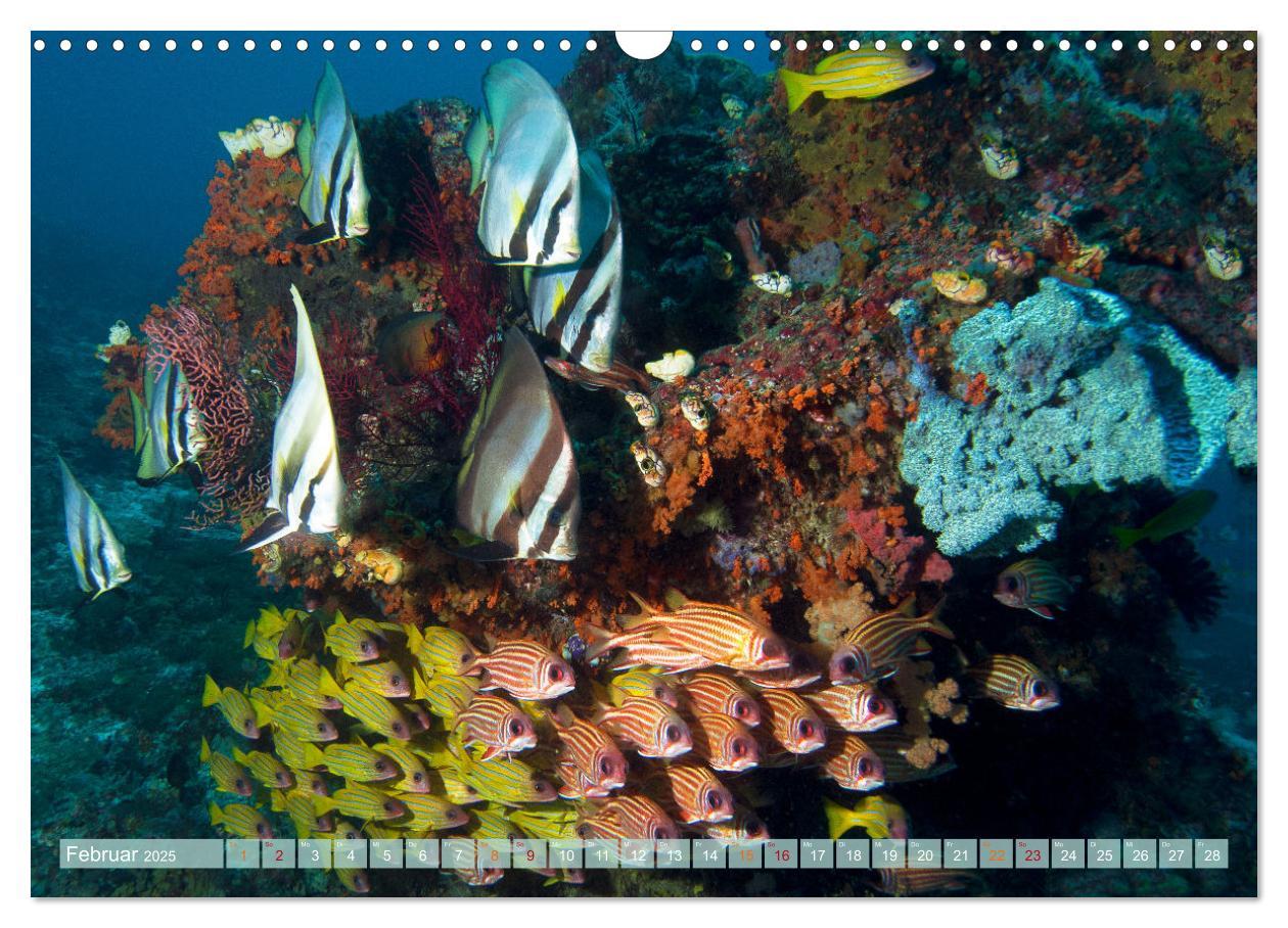 Bild: 9783435034956 | Raja Ampat - Impressionen (Wandkalender 2025 DIN A3 quer), CALVENDO...