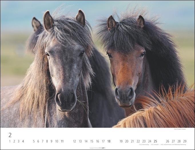 Bild: 9783840085390 | Islandpferde Kalender 2024. Fotokalender mit Porträts der...