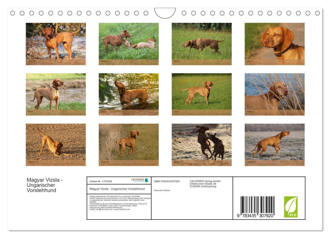 Bild: 9783435307920 | Magyar Vizsla - Ungarischer Vorstehhund (Wandkalender 2025 DIN A4...