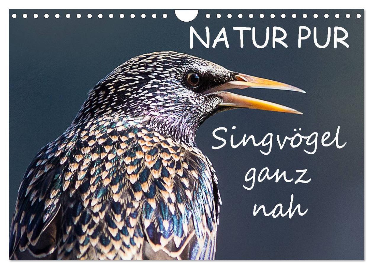 Cover: 9783383517709 | NATUR PUR - Singvögel ganz nah (Wandkalender 2024 DIN A4 quer),...