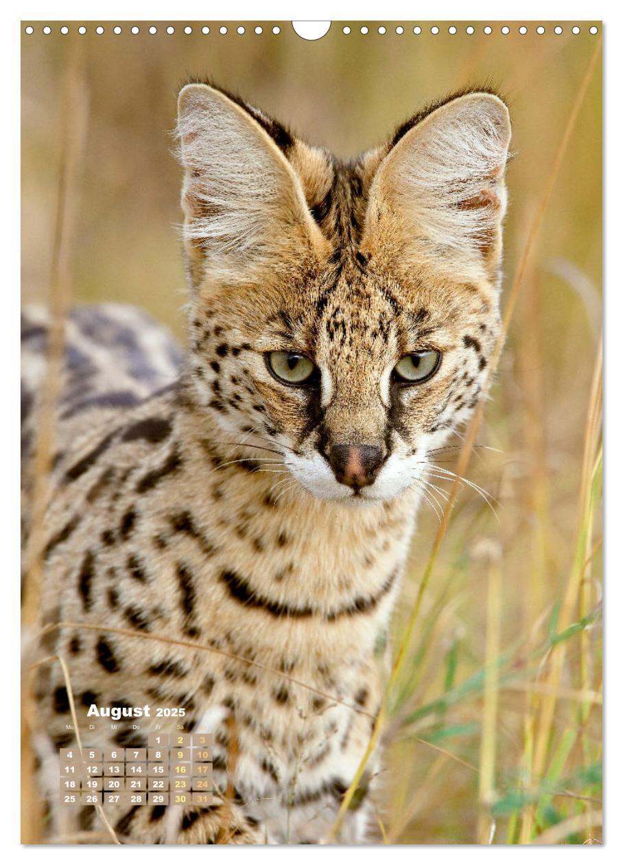 Bild: 9783435070183 | Raubkatzen: Die Jäger auf leisen Pfoten (Wandkalender 2025 DIN A3...