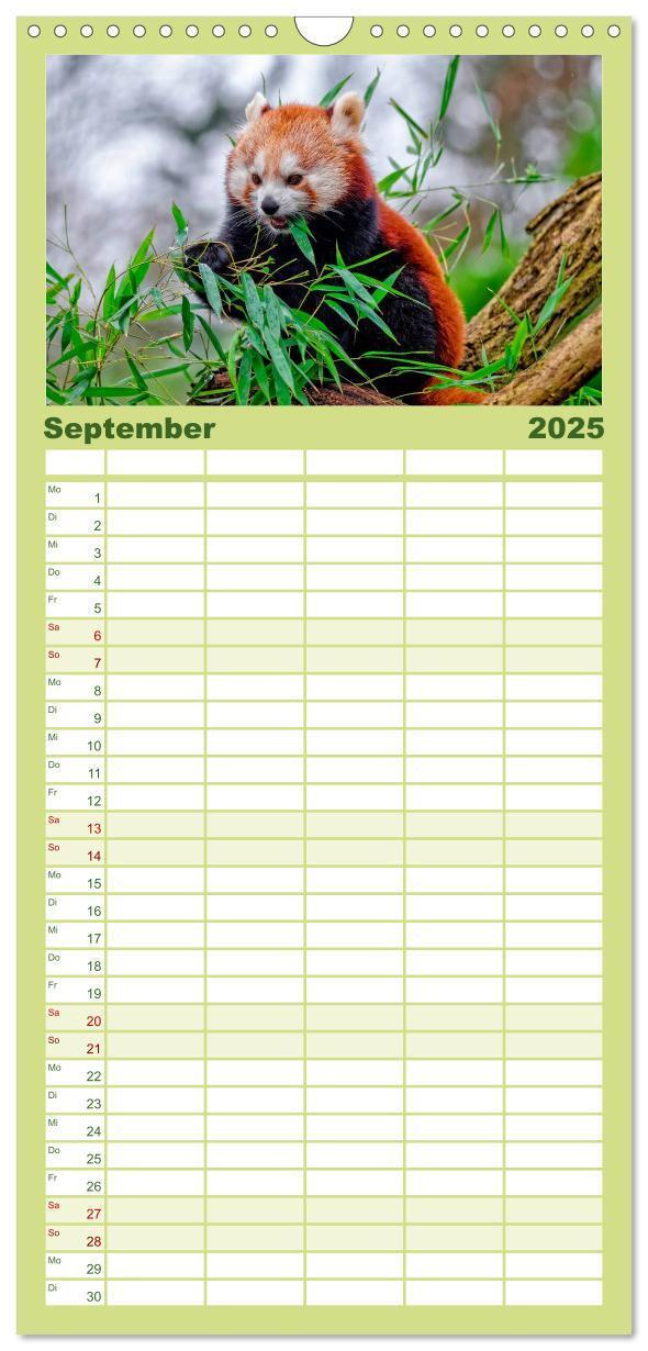 Bild: 9783457117071 | Familienplaner 2025 - Kleiner Panda mit 5 Spalten (Wandkalender, 21...