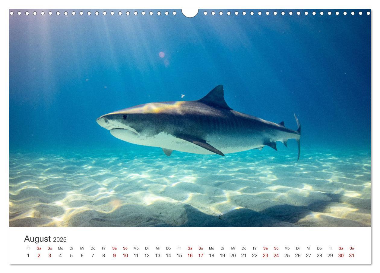 Bild: 9783435001194 | Haie - Könige der Meere. (Wandkalender 2025 DIN A3 quer), CALVENDO...