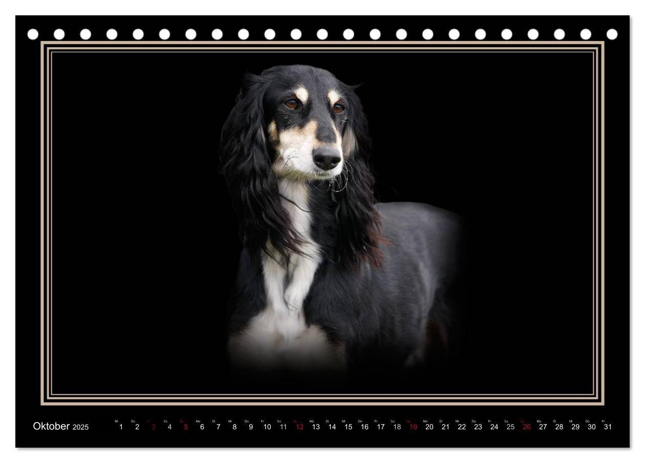 Bild: 9783383823916 | Saluki 2025 (Tischkalender 2025 DIN A5 quer), CALVENDO Monatskalender