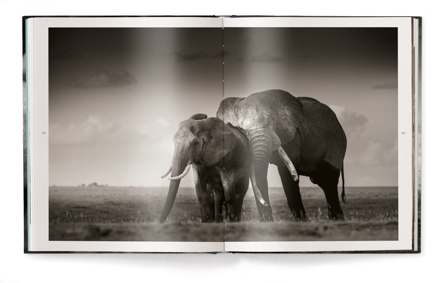 Bild: 9783961710478 | Elephants in Heaven | Joachim Schmeisser | Buch | 176 S. | Deutsch
