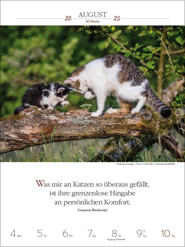 Bild: 9783731877226 | Literaturkalender Katzen 2025 | Verlag Korsch | Kalender | 54 S.