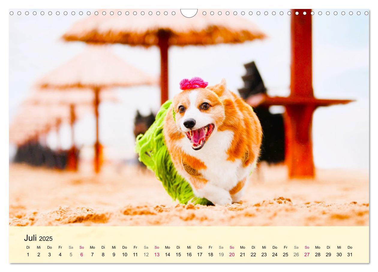 Bild: 9783435019809 | Welsh Corgi. Zauberhafter Dickkopf auf kurzen Beinen (Wandkalender...