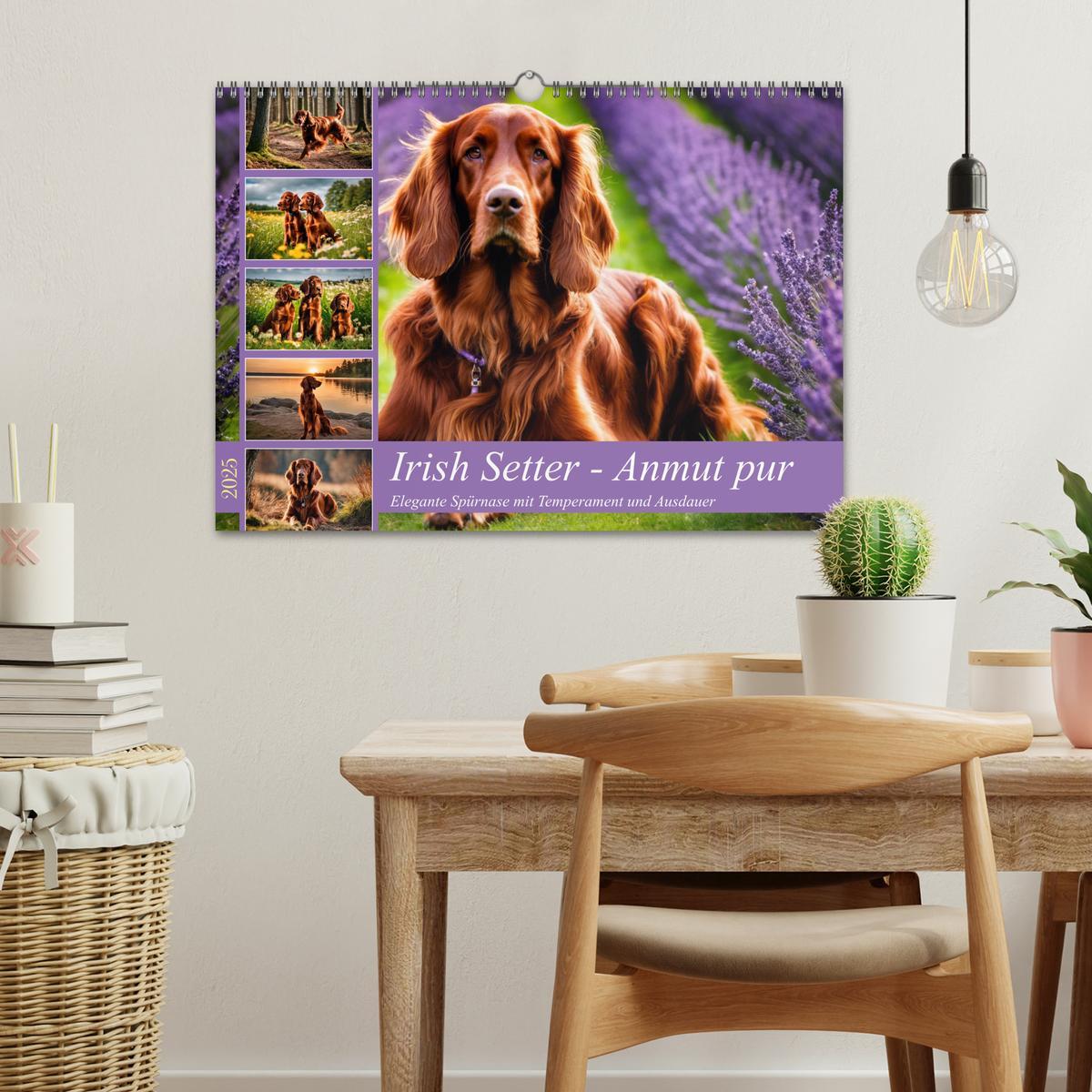 Bild: 9783435011728 | Irish Setter - Anmut pur (Wandkalender 2025 DIN A3 quer), CALVENDO...