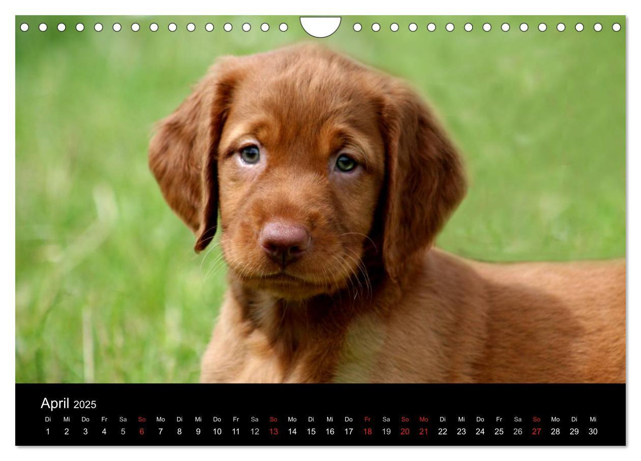 Bild: 9783435767625 | Magyar Vizsla Welpen (Wandkalender 2025 DIN A4 quer), CALVENDO...