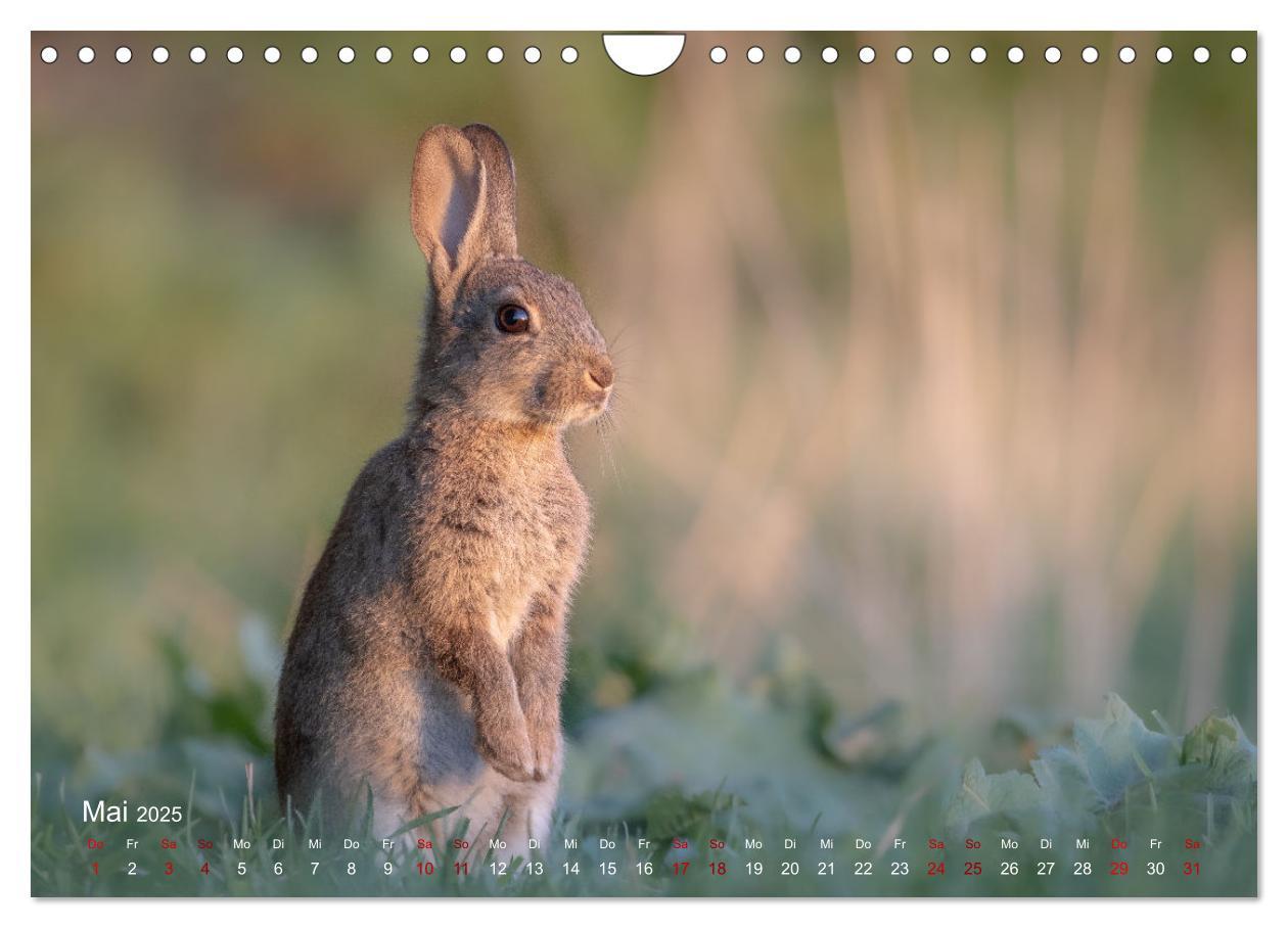 Bild: 9783435099597 | Moments in Nature (Wandkalender 2025 DIN A4 quer), CALVENDO...