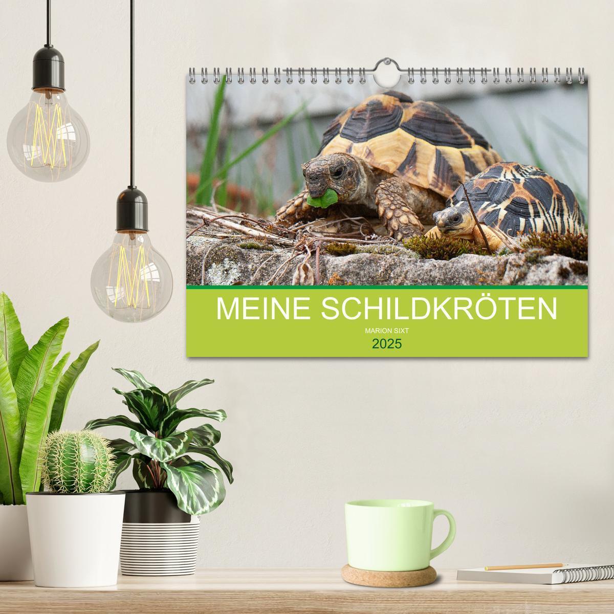 Bild: 9783435315895 | Meine Schildkröten (Wandkalender 2025 DIN A4 quer), CALVENDO...