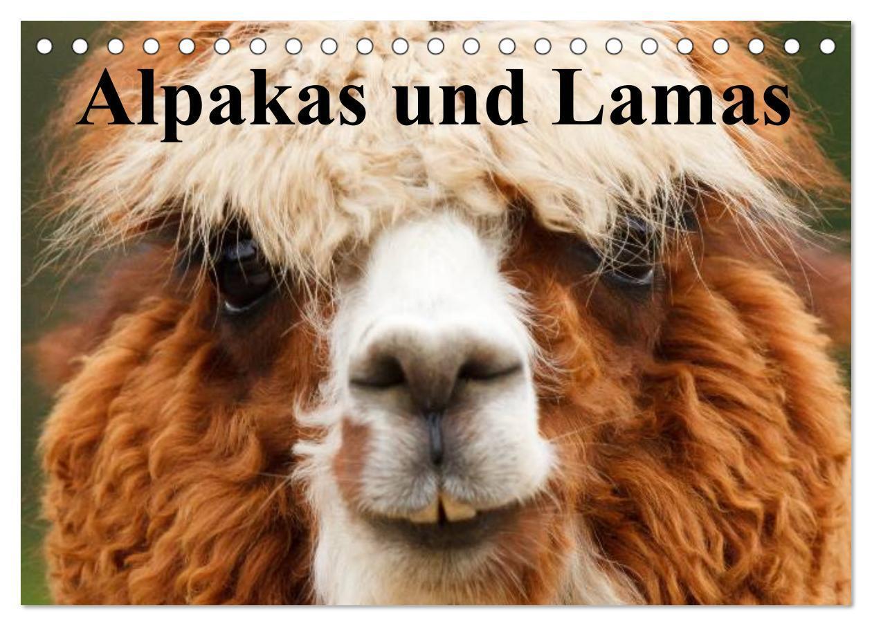 Cover: 9783435730926 | Alpakas und Lamas (Tischkalender 2025 DIN A5 quer), CALVENDO...