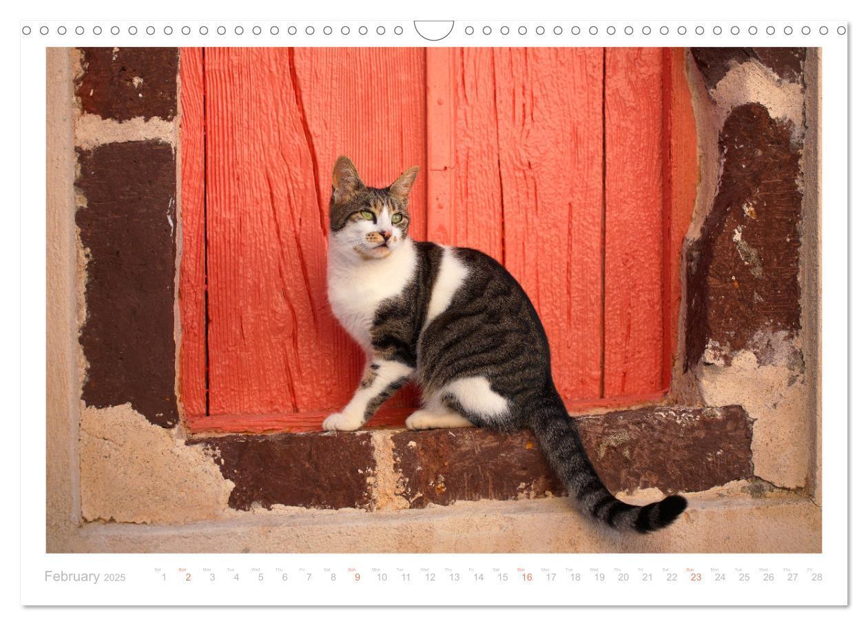 Bild: 9781325833832 | Cats of the Greek Islands (Wall Calendar 2025 DIN A3 landscape),...