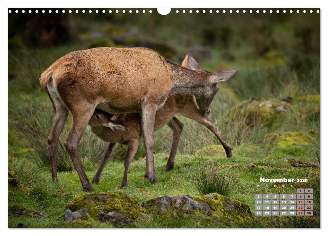 Bild: 9783435003877 | Krafttier Hirsch (Wandkalender 2025 DIN A3 quer), CALVENDO...