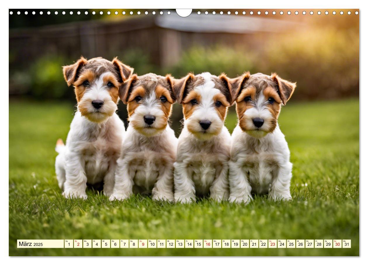 Bild: 9783435694105 | Drahthaar-Foxterrier (Wandkalender 2025 DIN A3 quer), CALVENDO...